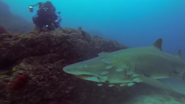 Víz alatti fényképész. Búvár & Kamera. Víz alatti fényképezés cápa fotók — Stock videók