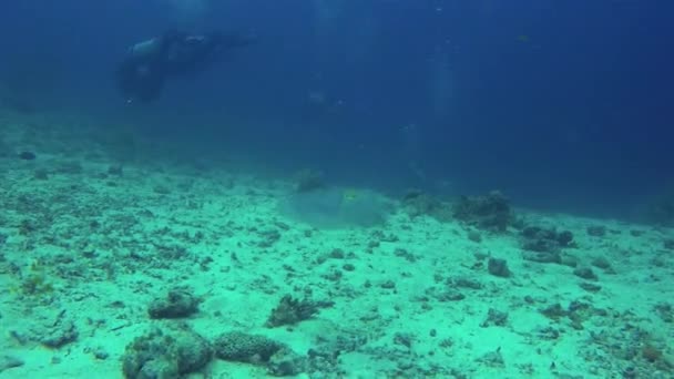 Fotógrafo subaquático. Fotografia subaquática Camera Man Tirando Cuttlefish Foto — Vídeo de Stock