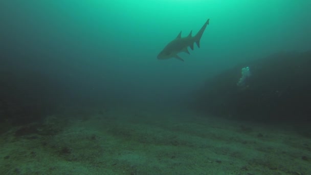 Подводный фотограф. Подводный фотограф, фотографирующий акулу — стоковое видео