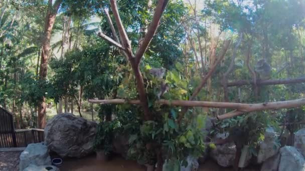 Urso de coala escalada eucalipto Árvore. Mamífero bonito. Animais australianos. Vida selvagem da floresta — Vídeo de Stock