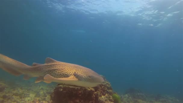 Žralok leopardí zblízka plavání v modré vodě & korálový útes & sluncem zalité moře Austrálie — Stock video