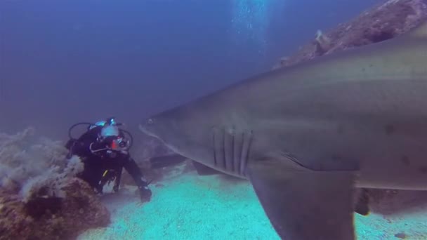 Zand Tijger haai of grijze verpleegkundige haai zwemmen close-up tot Scuba Duikers het nemen van foto 's — Stockvideo