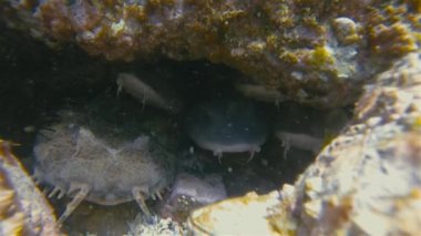 Köpek Balığı Wobbegong Köpekbalığının Kapanışı, Kör Köpekbalığı, Halı Köpekbalığı Poposu