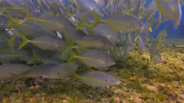 Silver Trevally School, Bream Or Skipjack Fish Schooling In Blue Sea Underwater — Stock video