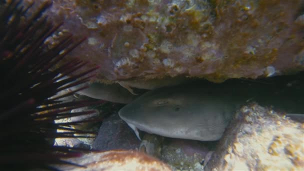 Tiburón Primer plano de tiburón alfombra, tiburón ciego o tiburón alfombra gris. — Vídeos de Stock