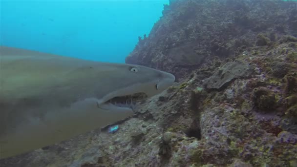 Tiburón enfermera gris de cerca con gancho de pesca en la boca (también conocido como tiburón tigre de arena ) — Vídeo de stock