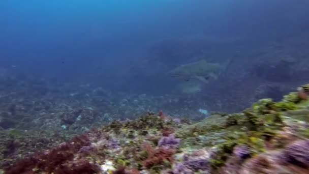 Tiburón nodriza gris, tiburón dientes andrajosos o tiburón tigre de arena nadando rápido en el mar azul — Vídeo de stock