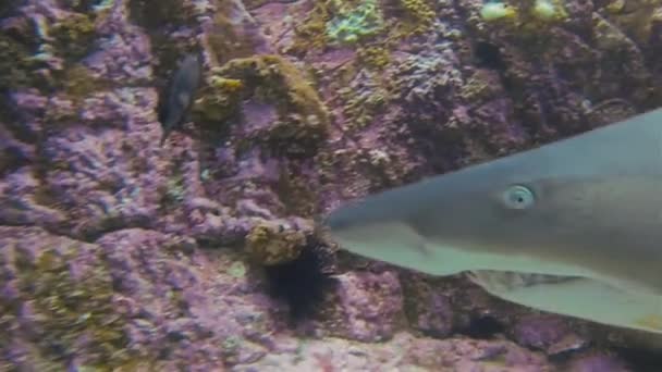 Gris enfermera tiburón boca de cerca con dientes afilados largos (Aka arena tigre tiburón ) — Vídeos de Stock