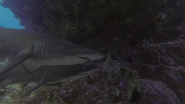 Enfermeira cinzenta tubarões perto de dentes afiados (Aka Ragged-dente tubarão) em Blue Sea Cave — Vídeo de Stock