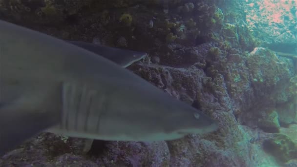 Infirmière grise Requins, requins-tigres de sable ou requins-dents agités quittant la grotte bleue de la mer — Video