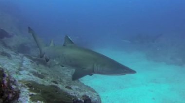 Gri Hemşire Köpekbalığı, Ragged-Tooth Shark veya Kum Kaplanı Derin Mavi Deniz 'de Yüzüyor