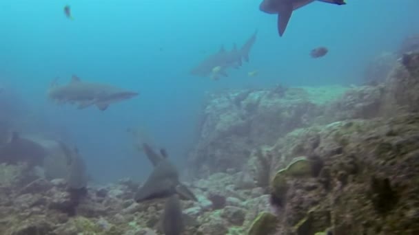 Γκρίζος Όμιλος Νοσοκόμων Καρχαριών. Ομάδα καρχαρία τίγρης άμμου στην κατάδυση καρχαρία γαλάζιας θάλασσας — Αρχείο Βίντεο