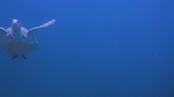 Tartaruga marina o tartaruga verde Nuoto ravvicinato in acqua di mare blu e sole sopra in Australia — Video Stock