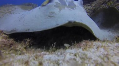 Bull Ray veya Cowtail Stingray veya Fantail Ray Mercan Kayalıklarında Yaklaş