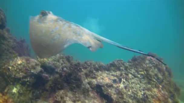 Μπλε Spotted Ray Bluespotted Stingray ή Blue Dot Stingray κολύμπι στον κοραλλιογενή ύφαλο — Αρχείο Βίντεο