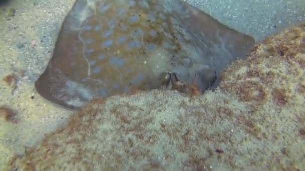 Bluespotted Stingray Blue Spotted Ray or Blue Dot Stingray Close Of Yellow Eyes — Wideo stockowe