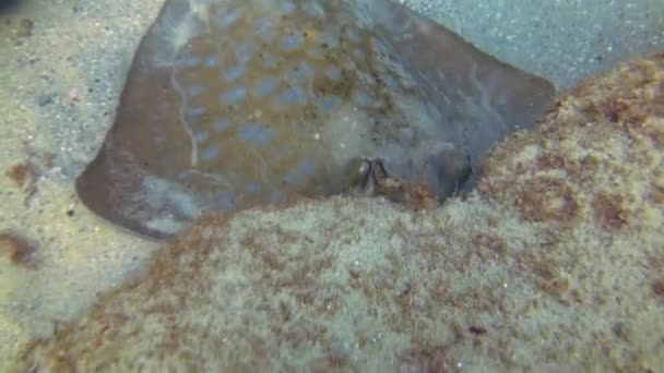 Bluespotted Stingray Blue Spotted Ray o Blue Dot Stingray Primo piano degli occhi gialli — Video Stock