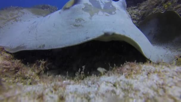 Bull Ray o coda di mucca Stingray o Fantail Sting Ray Close Up sulla sabbia della barriera corallina — Video Stock