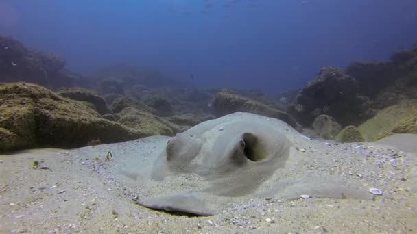 Cowtail Stingray Fantail Sting Ray or Bull Ray Stingray Close Up On Coral Reef — Vídeo de Stock