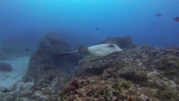 Cowtail Stingray Fantail Sting Ray ή Bull Ray Stingray κολύμπι πάνω από κοραλλιογενή ύφαλο — Αρχείο Βίντεο