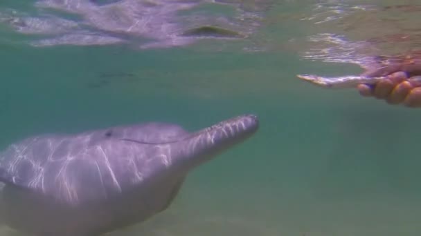 Delfín jíst zblízka Up.šťastný australský hrbatý delfín krmení na ryby ručně — Stock video