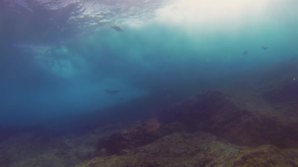 Silhueta de raio de águia e silhueta de tartaruga verde no mar azul e superfície do mar iluminada pelo sol — Vídeo de Stock