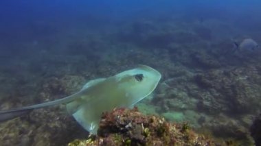 Fantail Sting Ray Cowtail Stingray ya da Boğa Ray Mavi Deniz Mercan Kayalıklarında Yüzüyor