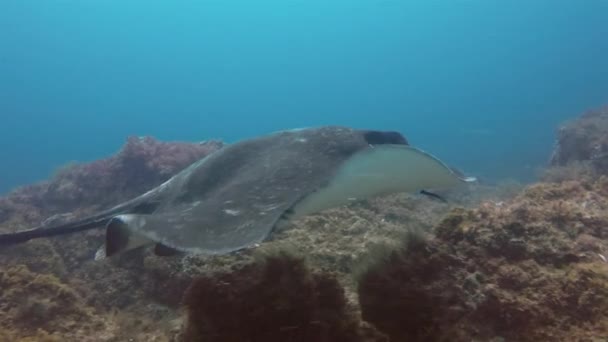 Fantail Stingray Cowtail Sting Ray or Blotched Fantail Bull Ray Close Up & Swimming — Vídeos de Stock