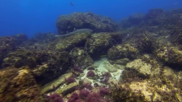 Zarif Halı Köpekbalığı. Kör Köpekbalığı. Mavi Deniz Mercan Resifinde Güzel Halı Köpekbalığı — Stok video