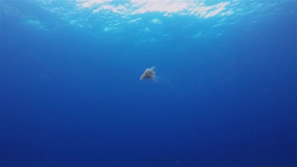 Медуза. Грациозное плавание на медузе. Морские беспозвоночные в спокойном синем солнечном море — стоковое видео