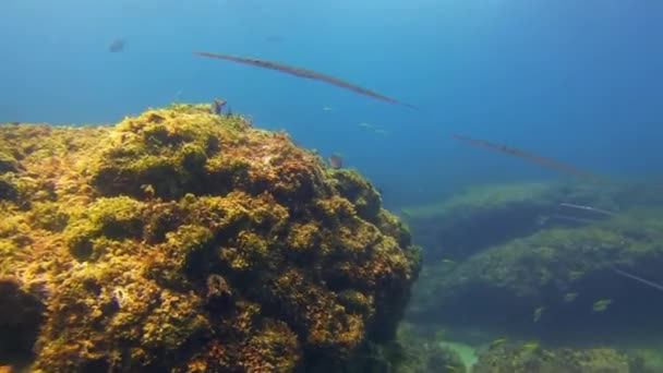 Pipefish School. Fish School Close Up. Colourful Pipe Fish Or Underwater Fishes — Stock Video