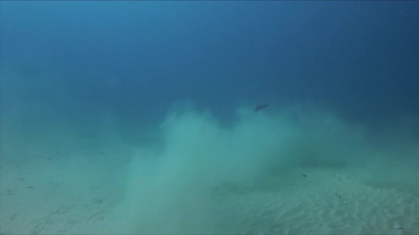 Pijpvis. Pijp vissen zwemmen close-up onderwater in blauw zonlicht zeewater — Stockvideo