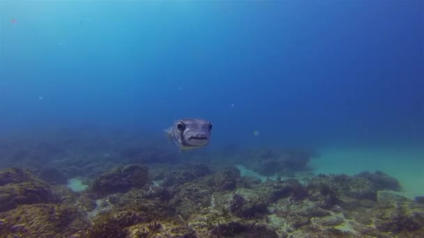 호저 복어 고기가 가까이 있어. 퍼 피시 ( 영어 : pufferfish) 또는 복어 (boxfigfish) 귀여운 생물 & calm blue sea — 비디오