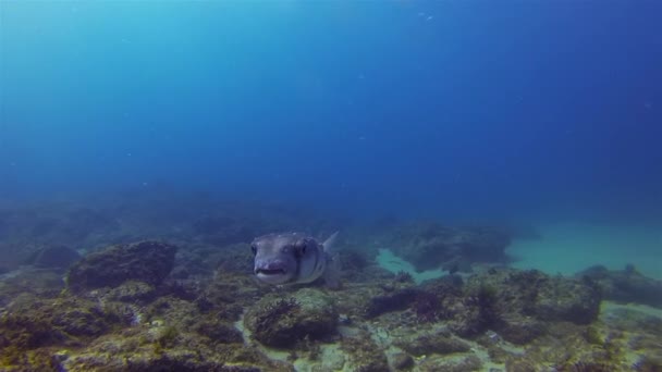 Puffer Fish Close Up. Peixe de porco-espumante ou Boxfish.Critter bonito & Calm Blue Sea — Vídeo de Stock