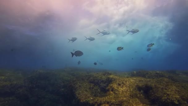 Deniz altı Gümüş Balık Okulu. Mavi Güneş Işığı Deniz Yüzeyi Dalgaları. — Stok video