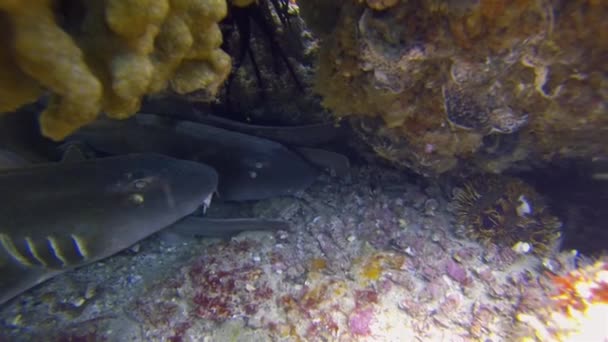 상어는 가까이에 있습니다. 회색 카펫 sharks.blind shark. 평화 로운 바닥에 사는 상어 그룹 — 비디오