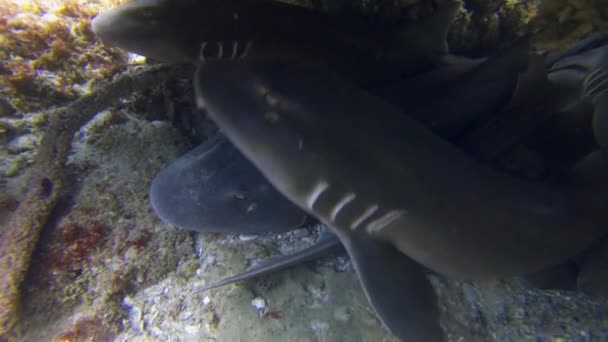 Sharks Group Close Up.Grey Carpet Sharks.Blind Shark.Peaceful Bottom Dwelling Shark — стокове відео