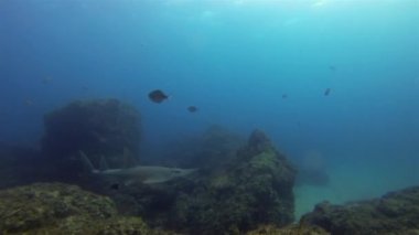 Kürek Burunlu Ray. Beyaz Saksılı Gitar Balığı. Hovelnose Köpekbalığı. Boğa Ray Stingray Mavi Deniz 'de.