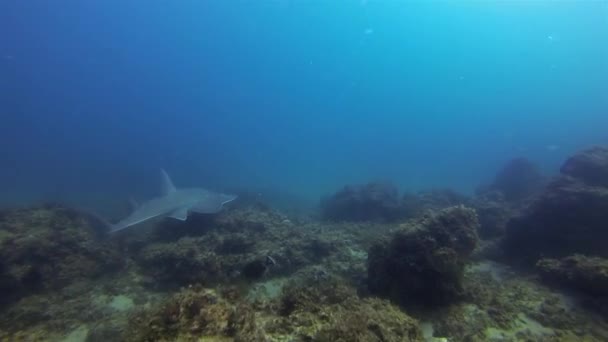 Žralok tuponosý Ray.Kytarista bělavý Žralok tuponosý a žralok leopardí v modrém moři — Stock video