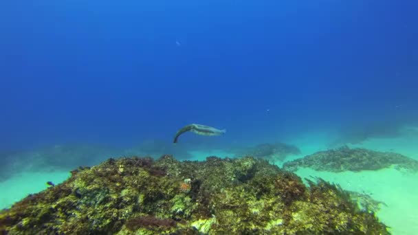 Calmar survolant sous l'eau dans l'eau calme de la mer bleue. Belle vie marine colorée — Video