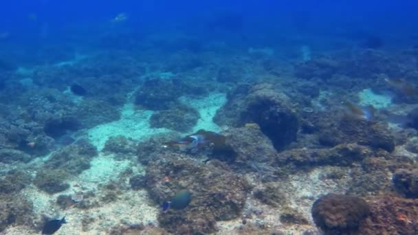 Squid Pair Zwemmen Onderwater In Kalme Blauwe Zee. Prachtig kleurrijk zeeleven — Stockvideo