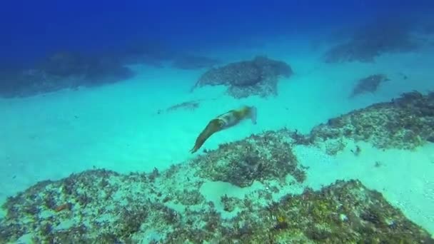 Inktvis zwemmen onder water in rustig blauw zeewater.Prachtig kleurrijk zeeleven — Stockvideo