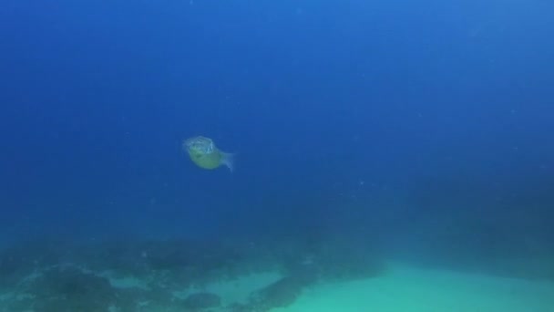 双鱼座在平静的蓝海中游泳。 美丽多彩的海洋生物 — 图库视频影像