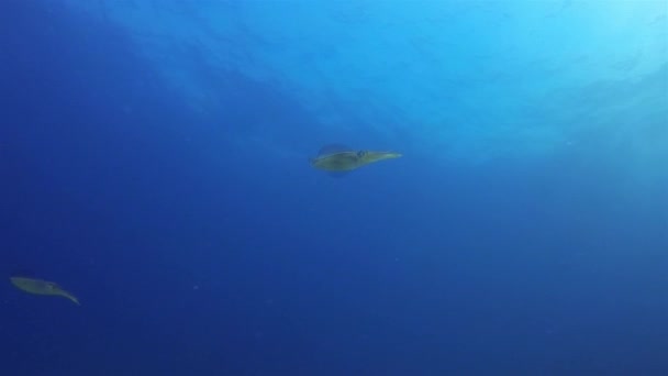 Par de calamares. Calamares elegantes del arrecife de Calamari nadando en la superficie pacífica del mar soleada — Vídeos de Stock