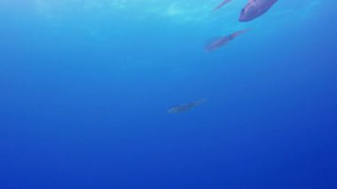 Mürekkep Balığı Okul Grubu Yüzme. Kalamar Resifi Mürekkep Balığı ve Mavi Deniz. Renkli Deniz Yaşamı