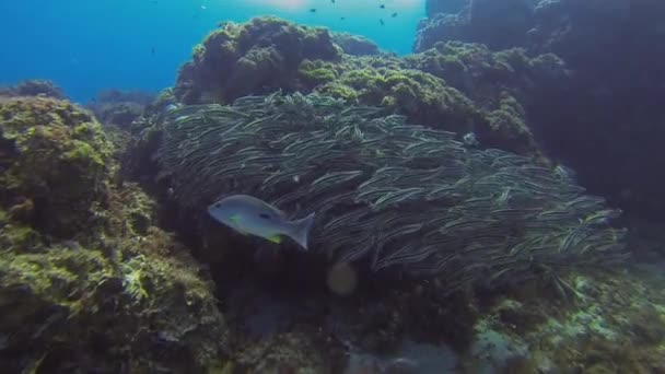 Striped Catfish School & Tropical Fish.Colorido Catfishes Escolaridade Vida Marinha — Vídeo de Stock