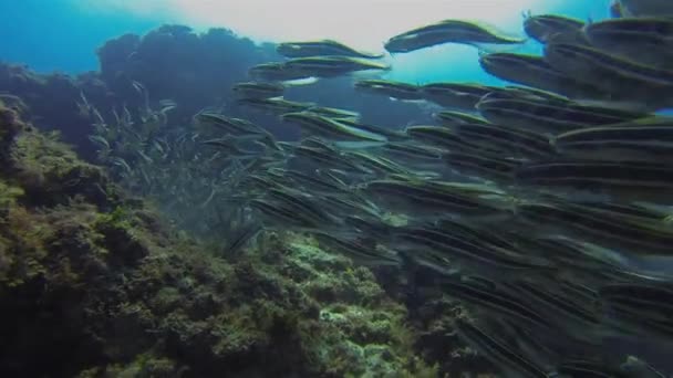 Striped Catfish School.Colourful Eel Tail Catfishes Schooling.Aquatic Marine Life — Stockvideo