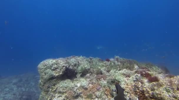흰 반점 독수리 레이 가 푸른 바 다 바다에 있는 바위 산호 위를 헤엄쳐 다닌다 — 비디오