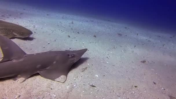Whitespotted Guitarfish & Leopard Shark.Shovelnose Shark.Shovelnose Ray (em inglês). Mar azul iluminado pelo sol — Vídeo de Stock