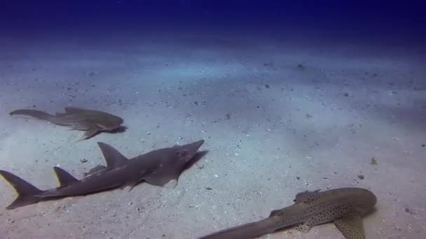 Whitespotted Guitarfish & Leopard Sharks.Shovelnose Shark.Shovelnose Ray.Sunlit Blue Sea — Stok Video